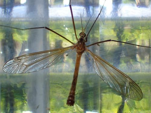 Réf. 182 574 : Tipula sp.
